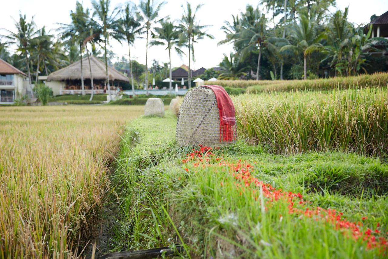 Mathis Retreat Ubud Exteriér fotografie